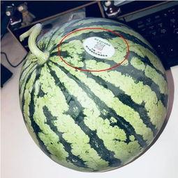 网红雅典娜吃瓜,吃瓜界的风云人物