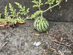 网红瓜都在哪吃